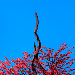 Z〇Z〇zO女人另类Z〇Zo是什么
