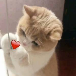 免费国产成人高清在线视频
