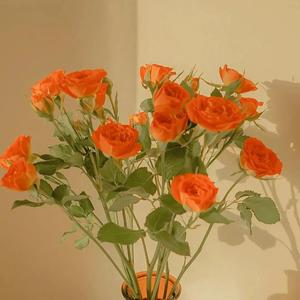 日本地铁顶臀视频无码
